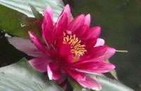 /album/foto-tsvetochnyj-mir/svadba-oli-i-andreya-194-jpg/